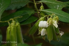 Crotalaria heyneana